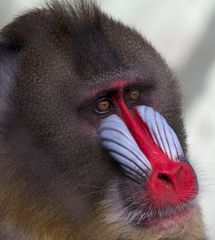 Portrait eines Mandrill-Affen