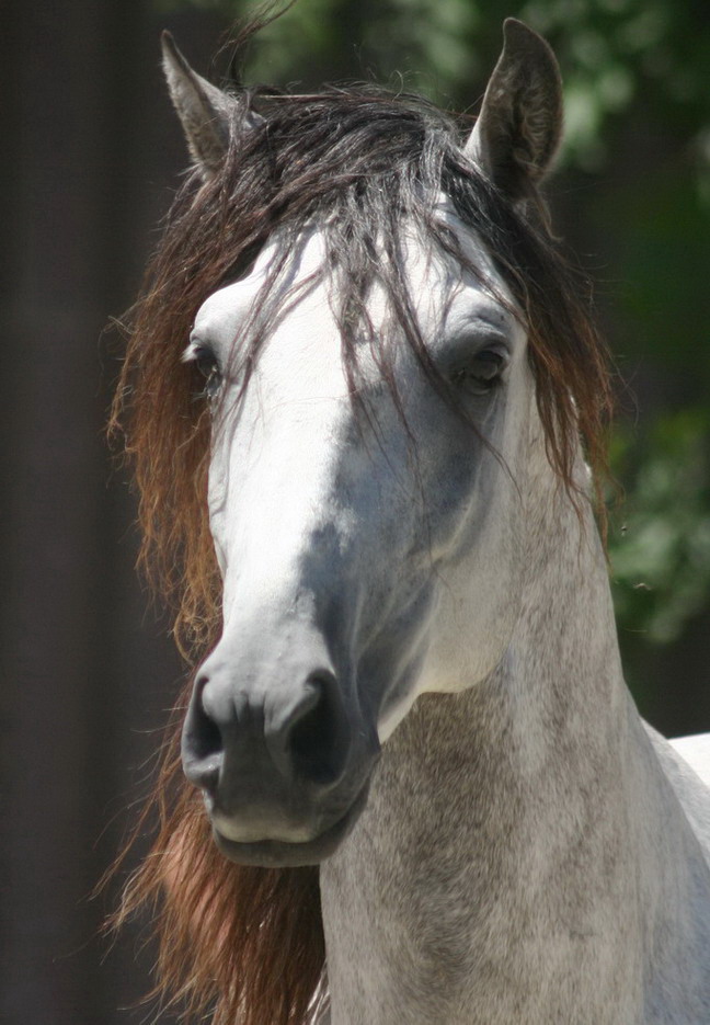 Portrait eines Menschenfreundes