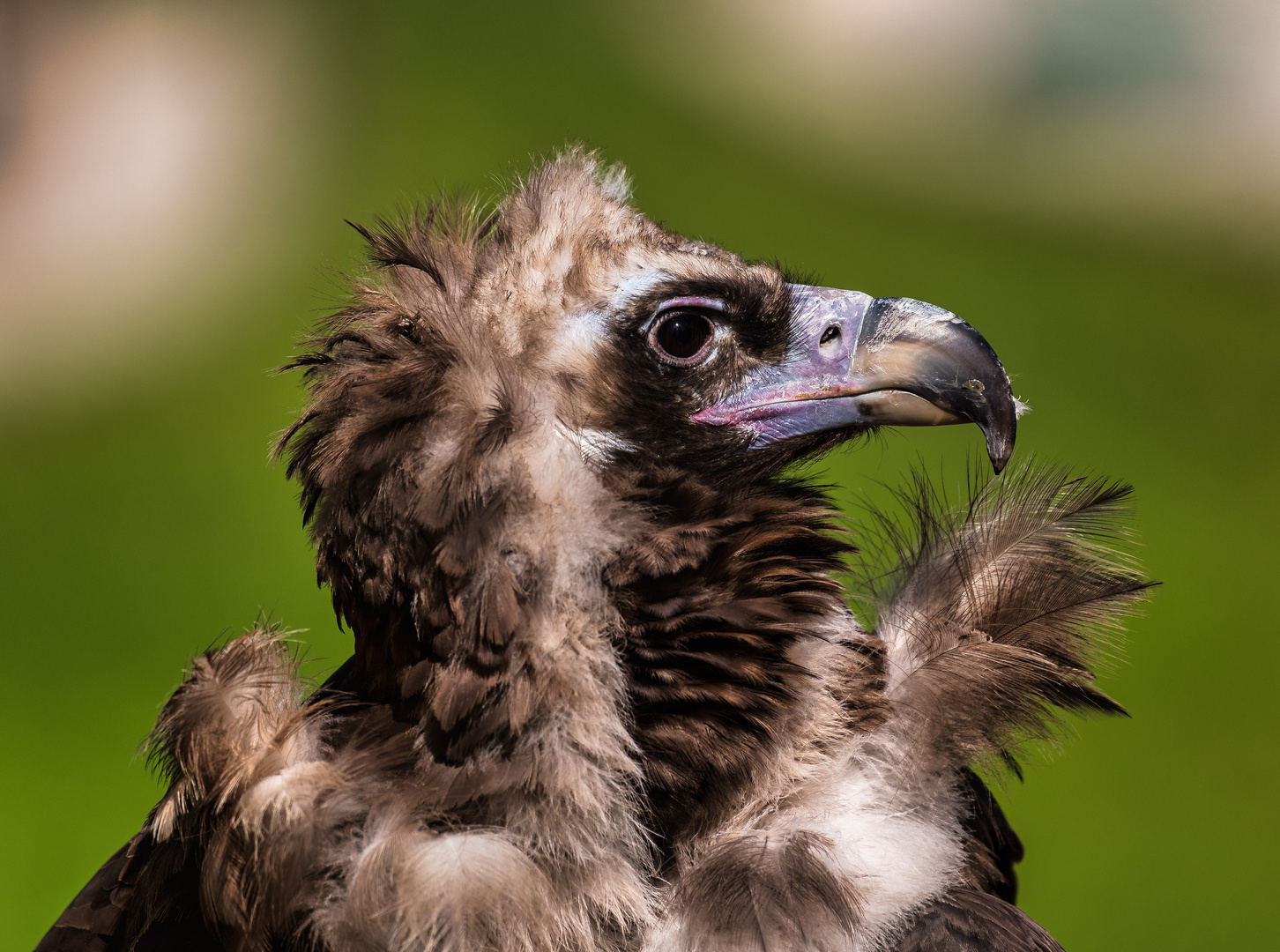 Portrait eines Mönchsgeier