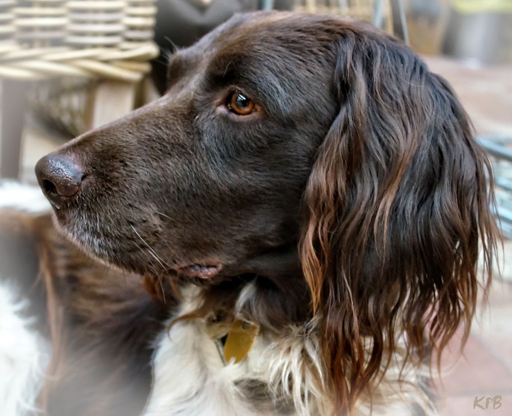 Portrait eines Münsterländer