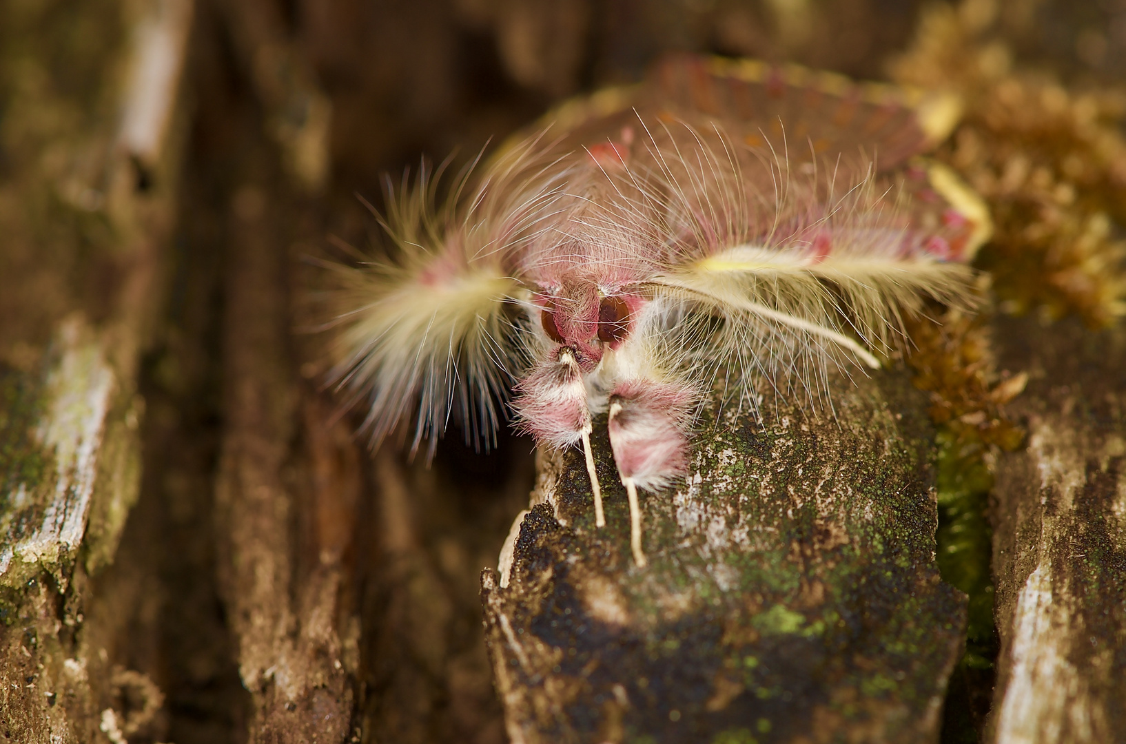 Portrait eines Nachtfalters aus dem Nebelwald von Panama