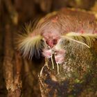 Portrait eines Nachtfalters aus dem Nebelwald von Panama