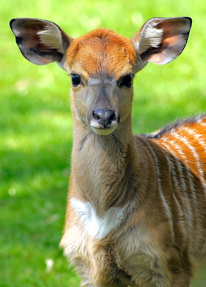 Portrait eines Nyala-Kitz