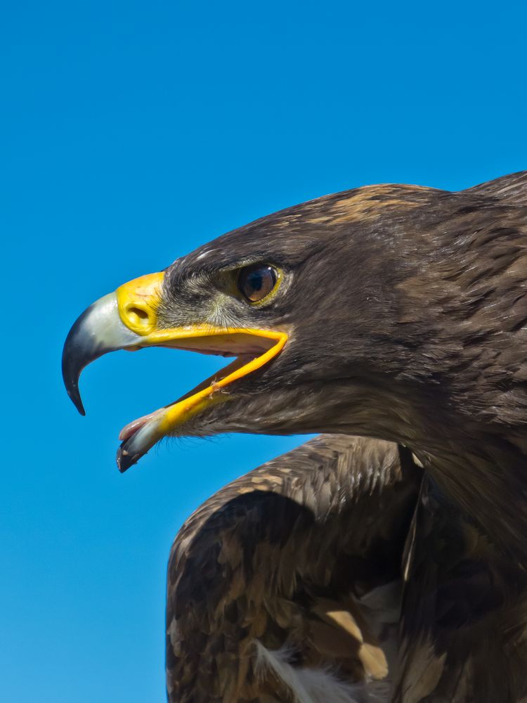 Portrait eines Osteuropäischen Steppenadlers