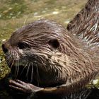 Portrait eines Otter (Lutrinae)