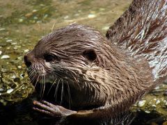 Portrait eines Otter (Lutrinae)