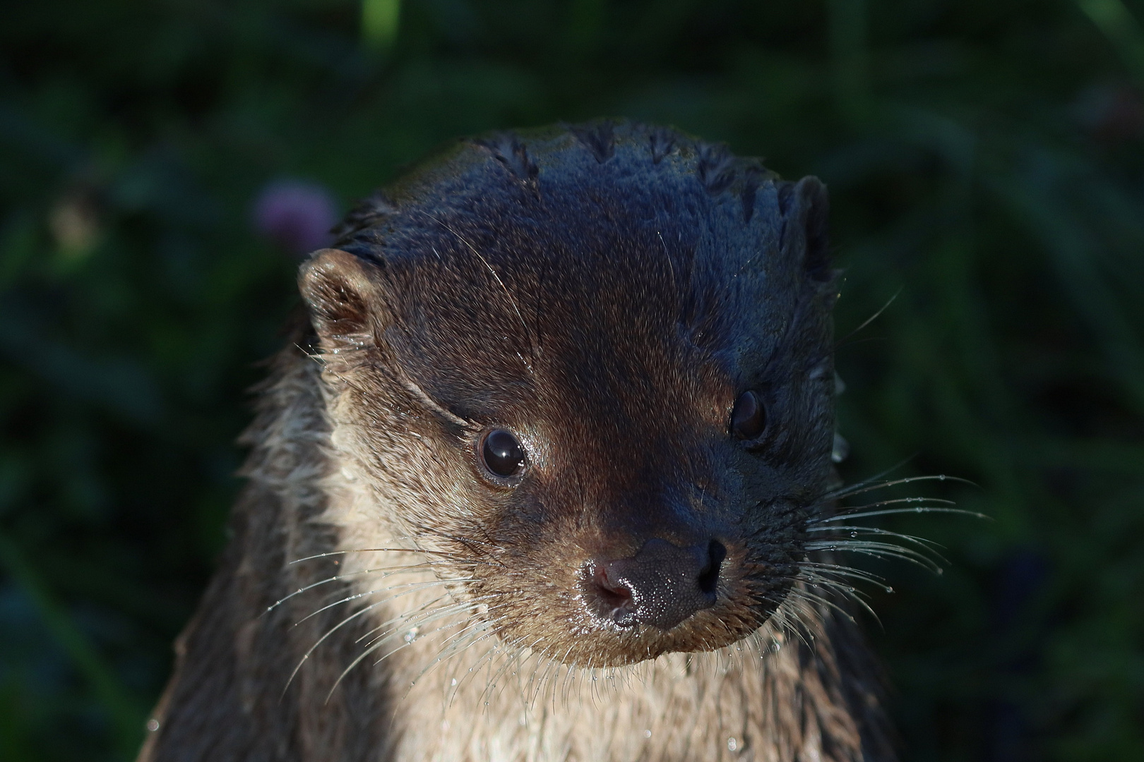 Portrait eines Otters