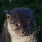 Portrait eines Otters