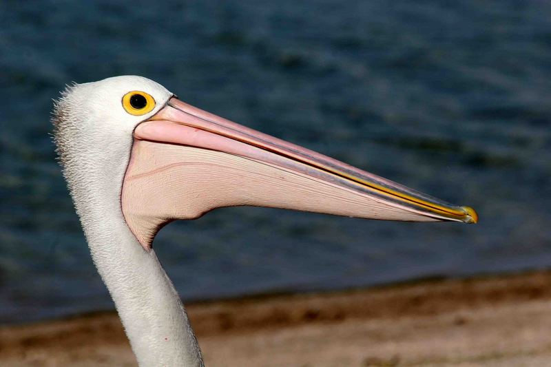 Portrait eines Pelikans