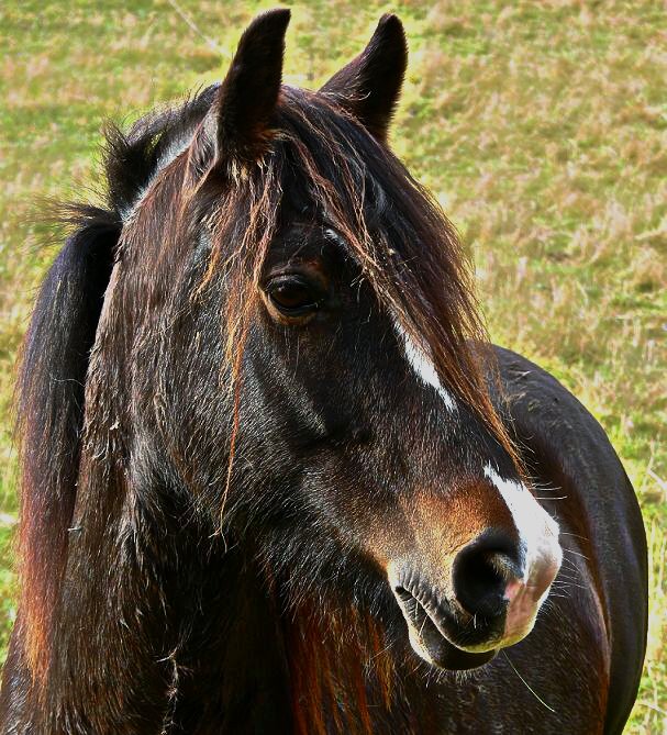 Portrait eines Pferdes