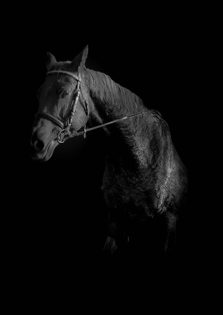 Portrait eines Pferdes 