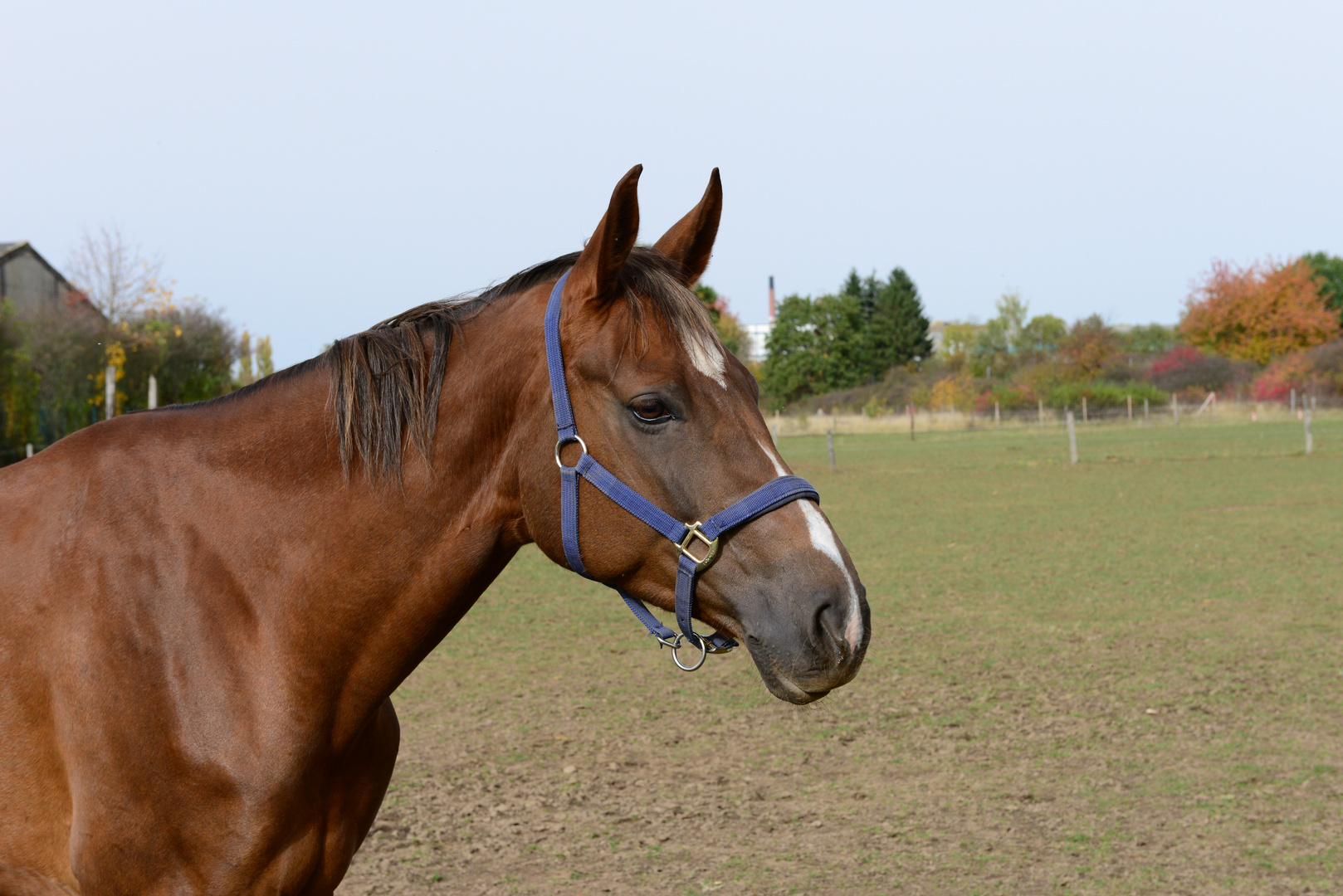 Portrait eines Pferdes... oder freundschaftliches posen,- oder einfach nur schön?