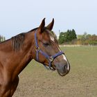 Portrait eines Pferdes... oder freundschaftliches posen,- oder einfach nur schön?