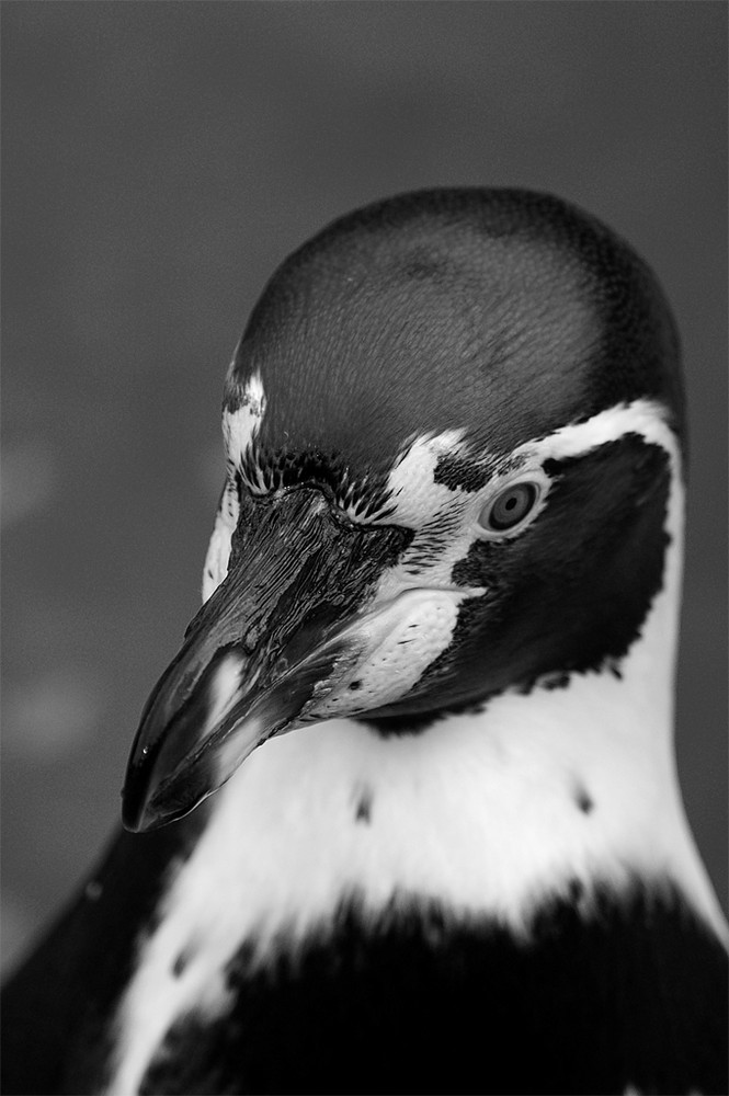 Portrait eines Pinguins