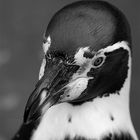 Portrait eines Pinguins