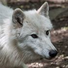 Portrait eines Polarwolfs