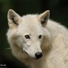 Portrait eines Polarwolfs