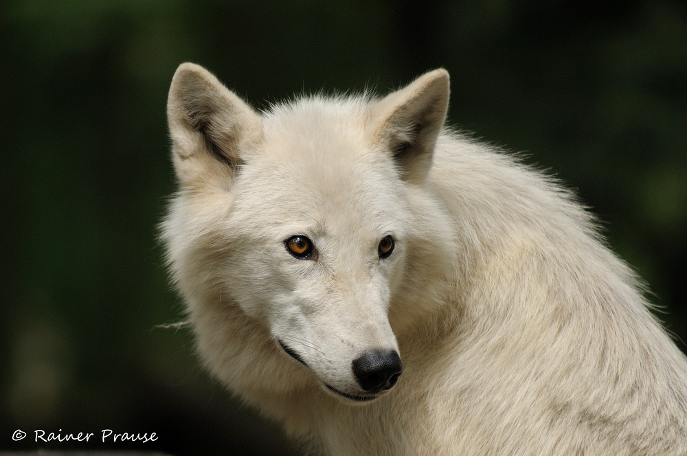 Portrait eines Polarwolfs