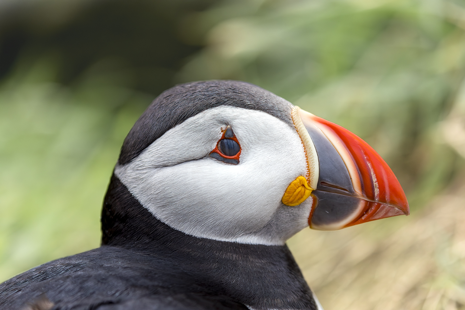 Portrait eines Puffin