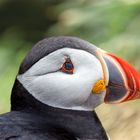 Portrait eines Puffin
