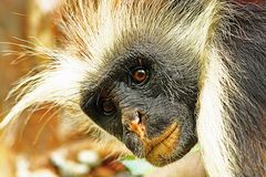 Portrait eines Red Colobus Monkey