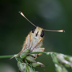 Portrait eines Rostfarbigen Dickkopffalters (Ochlodes sylvanus)