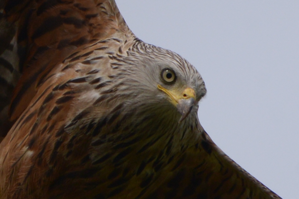 Portrait eines Rotmilans im Tiefflug