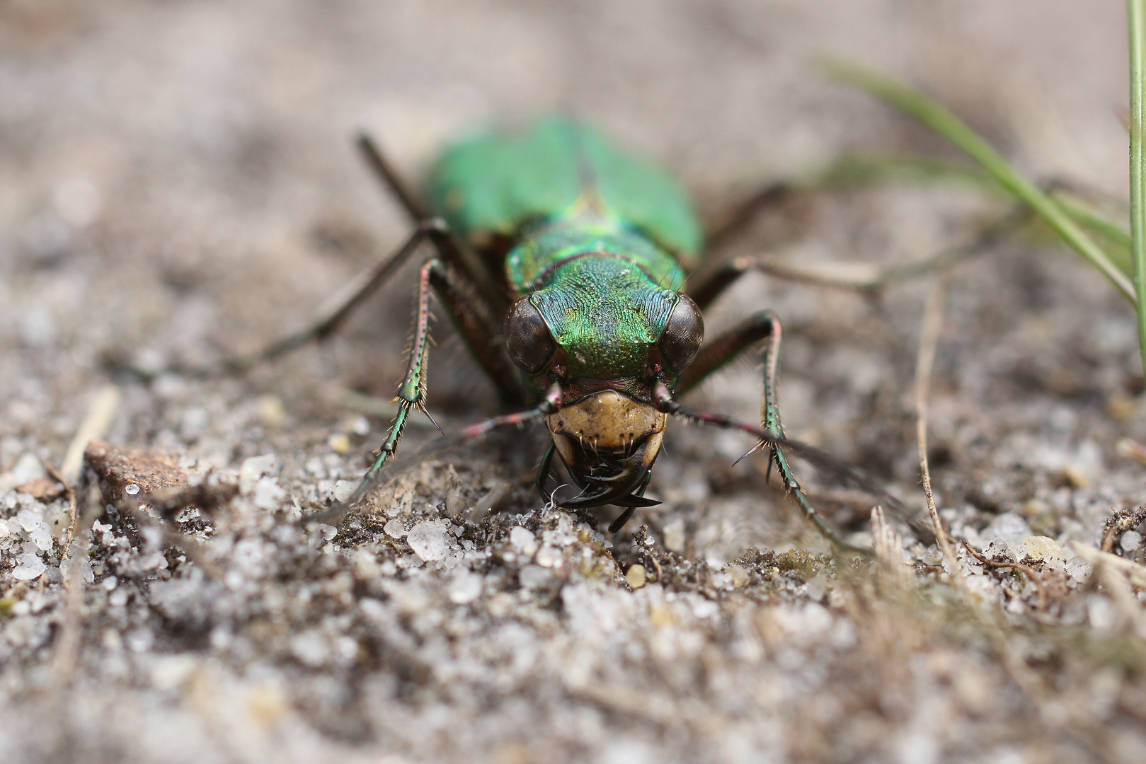 Portrait eines Sandlaufkäfers