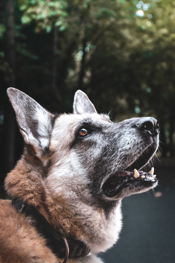 Portrait eines Schäferhundes
