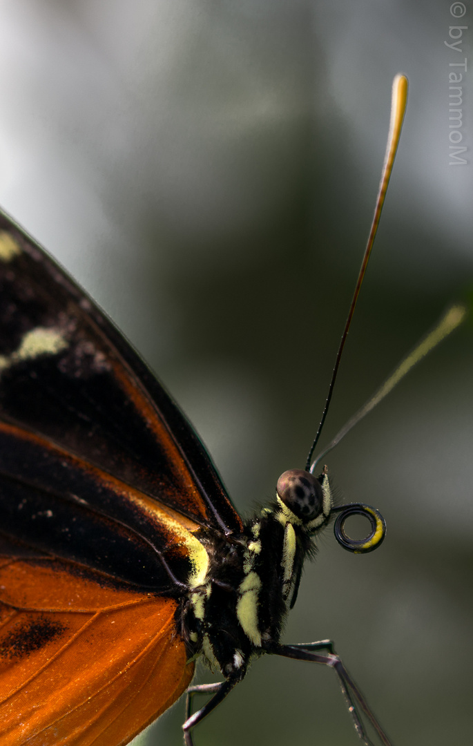 Portrait eines Schmetterlings