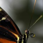 Portrait eines Schmetterlings