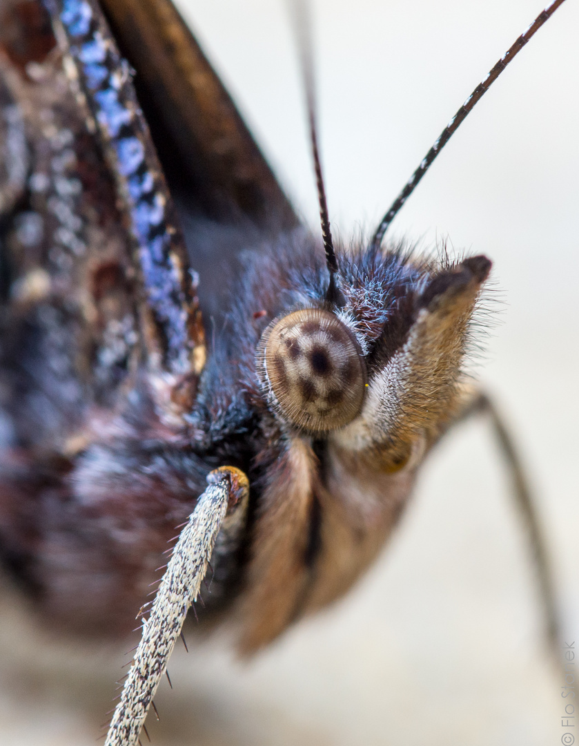 Portrait eines Schmetterlings