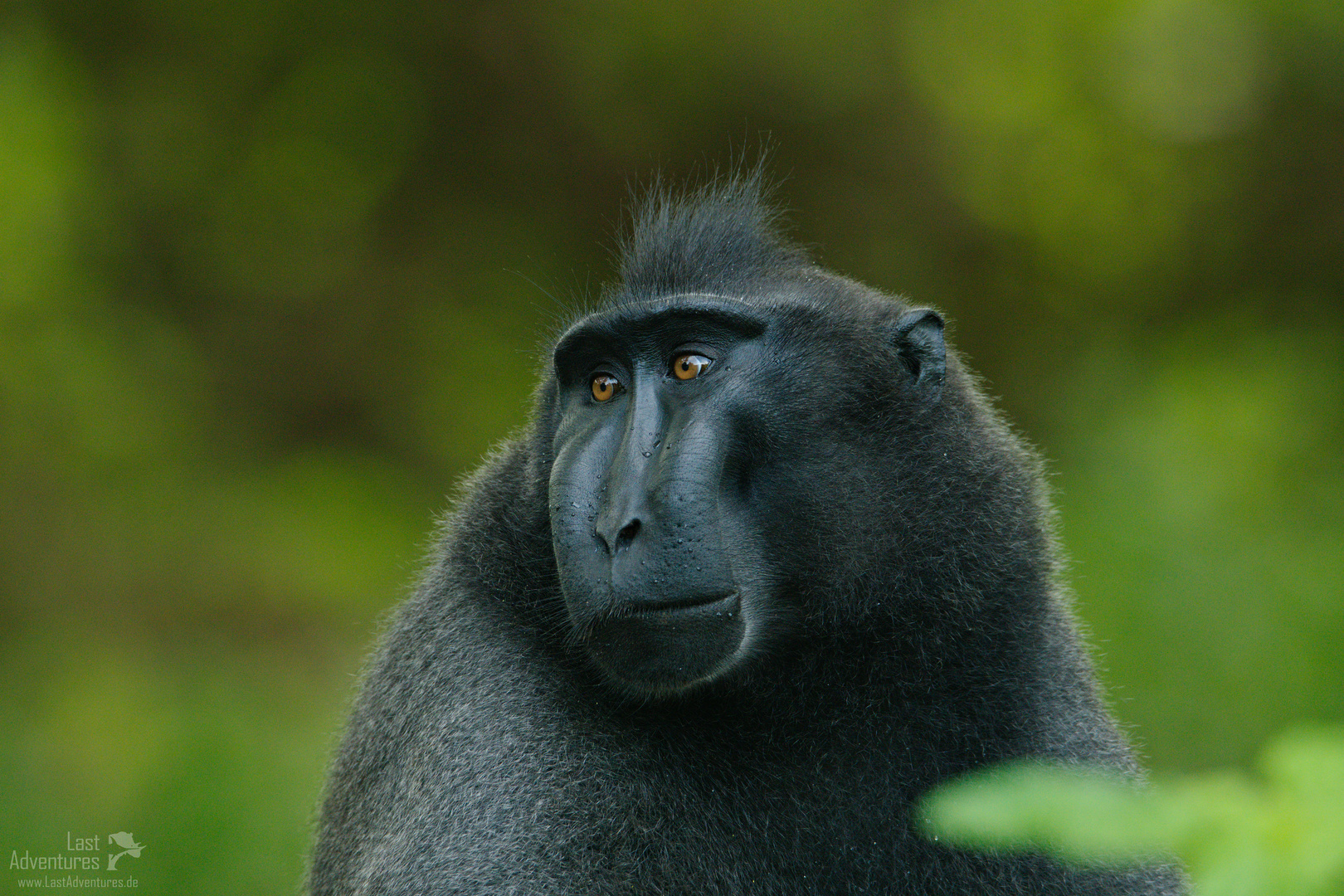 Portrait eines Schopfmakaken (Macaca nigra)