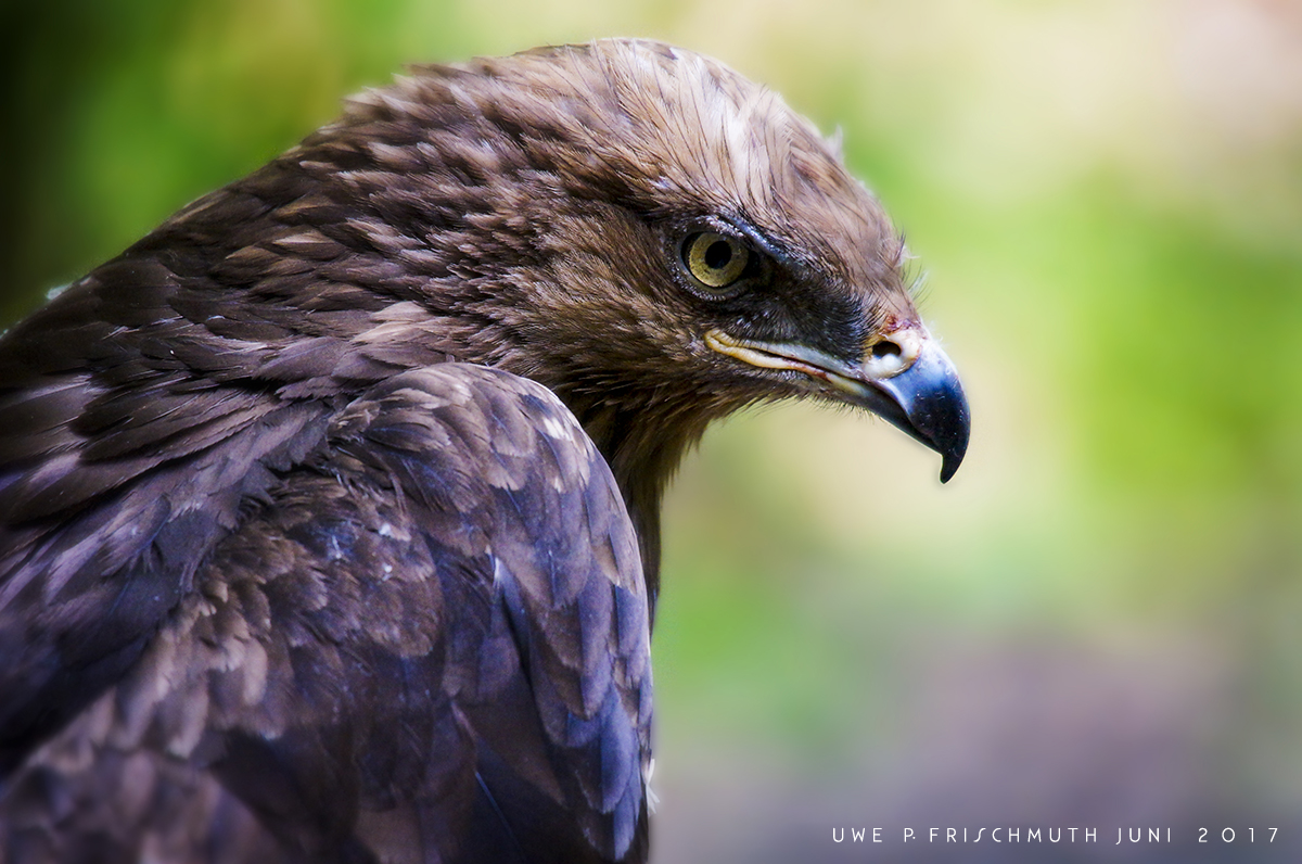 Portrait eines SCHREIADLER 