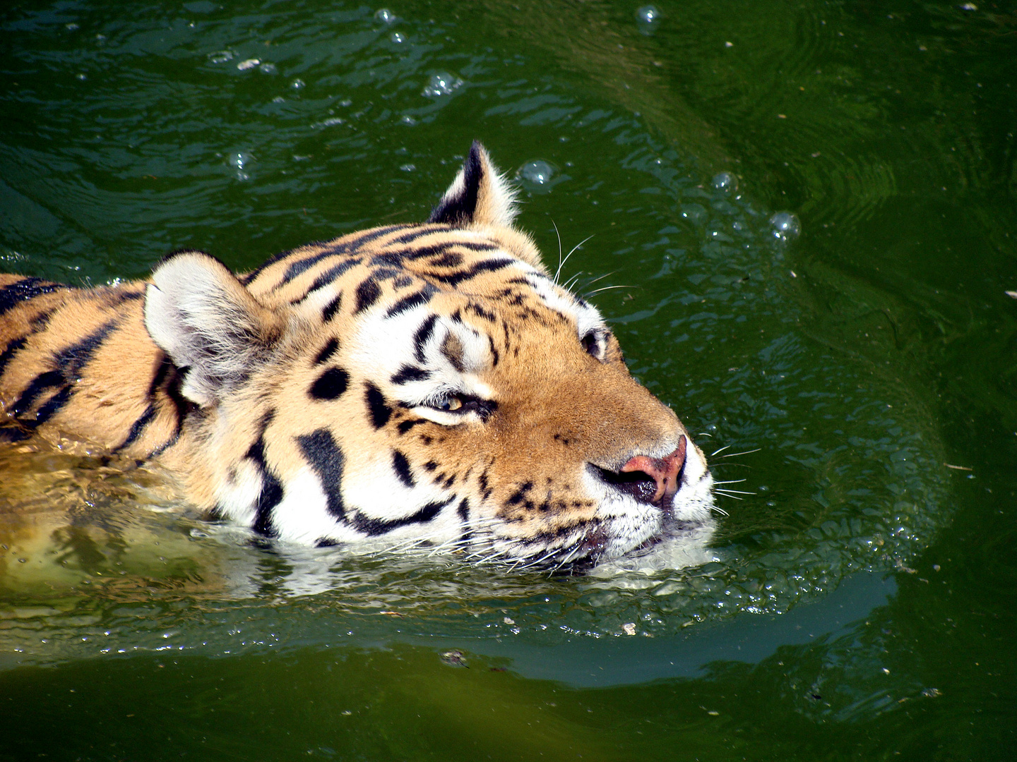 Portrait eines schwimmenden Tiger (Panthera Tigris)