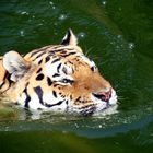 Portrait eines schwimmenden Tiger (Panthera Tigris)