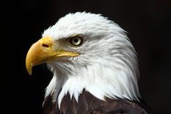 Portrait eines Seeadler