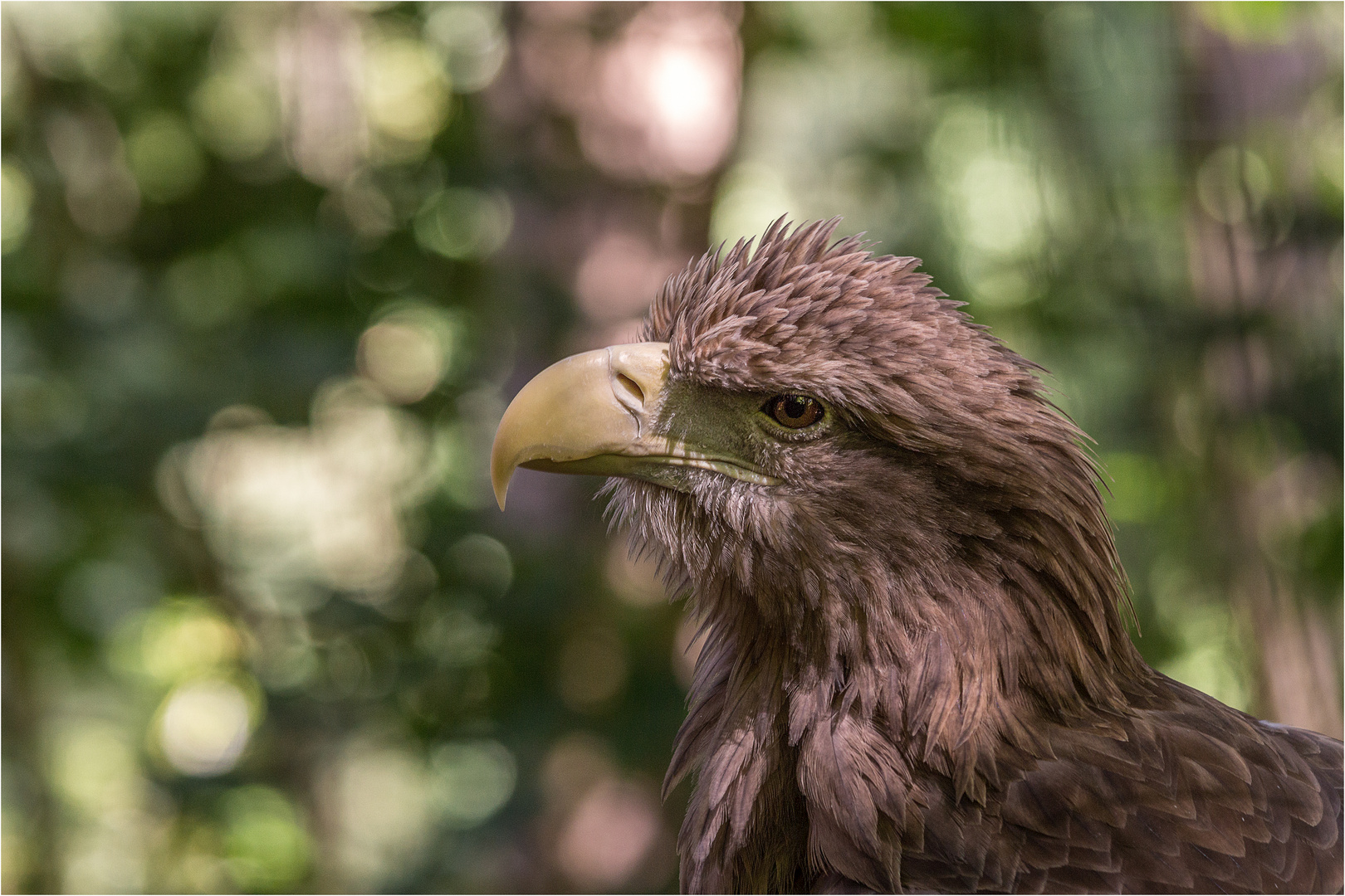 Portrait eines Seeadlers