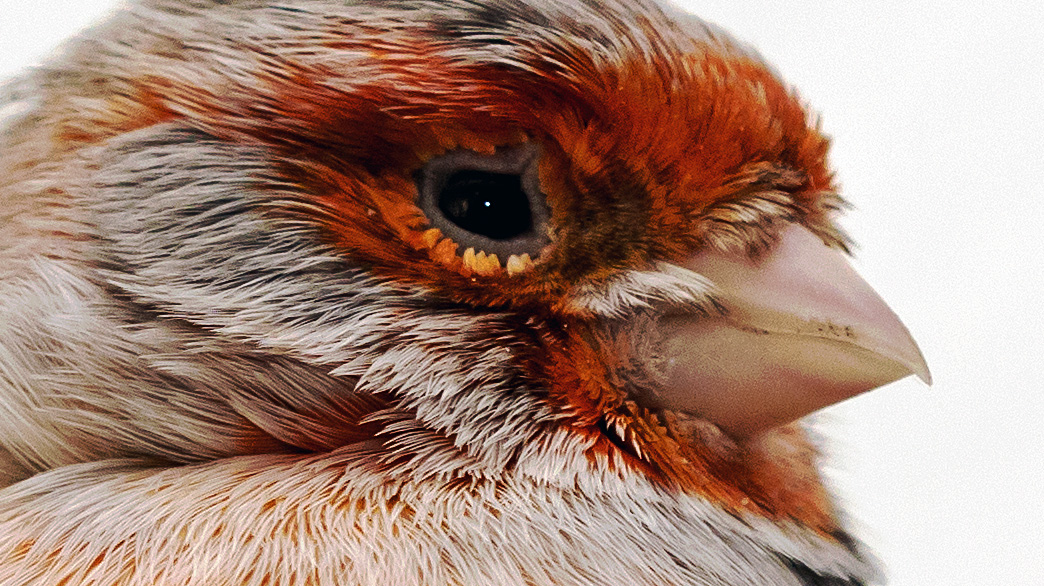 Portrait eines Serenus canaria domestica