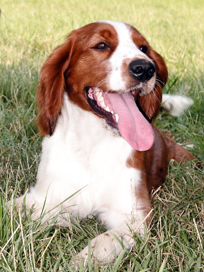 Portrait eines Springer Spaniels