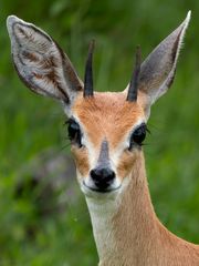 Portrait eines Steinböckchens