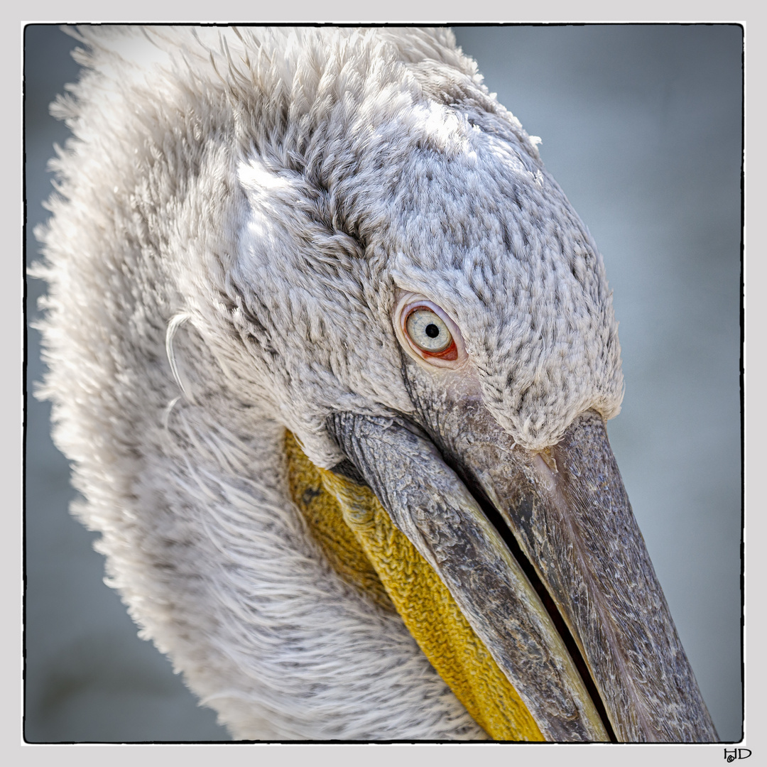 Portrait eines stolzen Pelikans