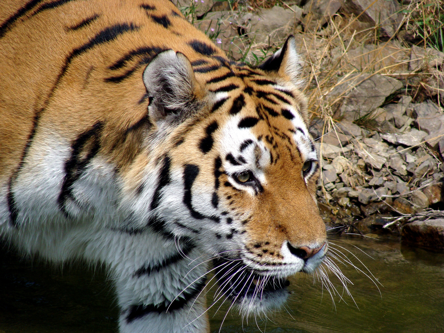 Portrait eines Tiger (Panthera Tigris)