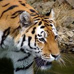 Portrait eines Tiger (Panthera Tigris)