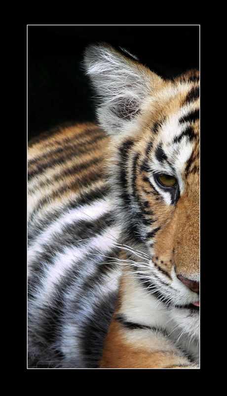 Portrait eines Tigers