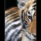 Portrait eines Tigers