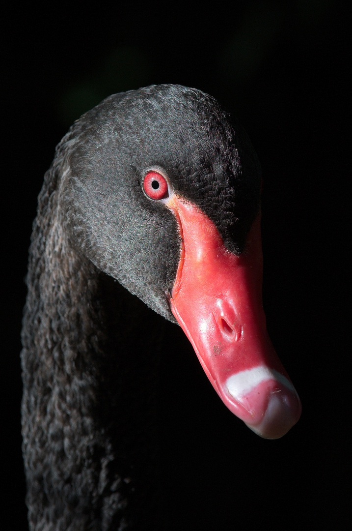 Portrait eines Trauerschwans; low key #2