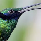 Portrait eines Veilchenohrkolibris