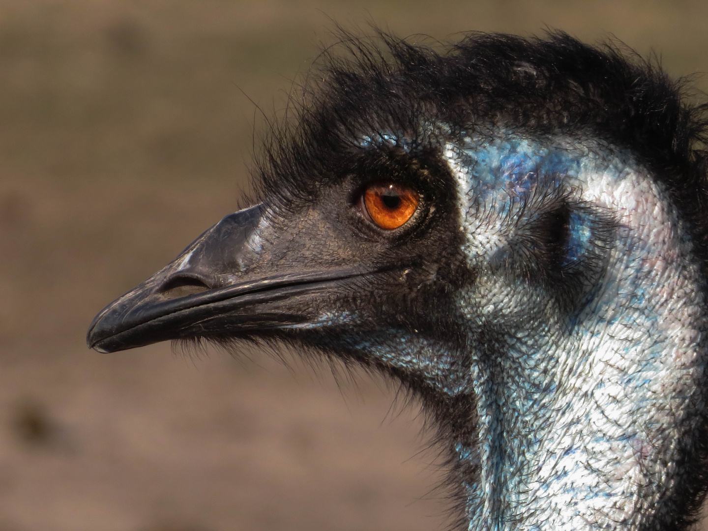 Portrait eines Vogel