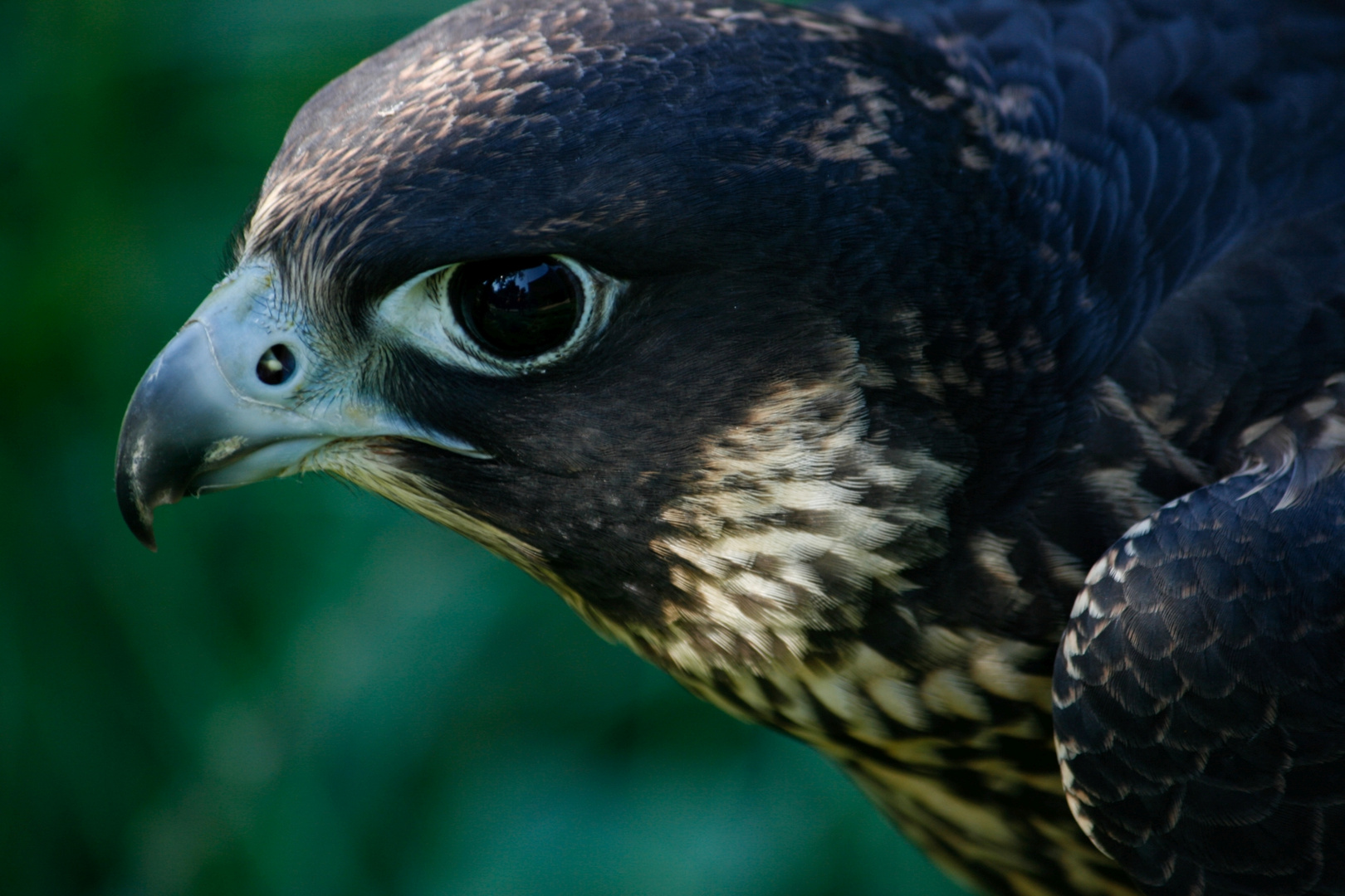 Portrait eines Wanderfalken